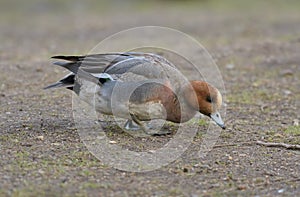 Portrait of Eurasian Wigeon