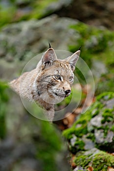 Portrait of eurasian wild cat Lynx, name is Blondyn, in green moss stone, Czech