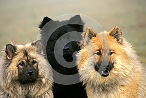 Portrait of Eurasier Dog or Eurasian Spitz