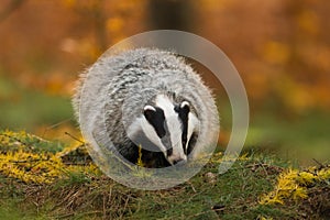 Portrait of European badger, Meles meles, in his natural environment.