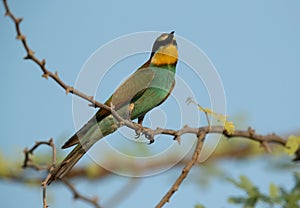 Portrait of a European bee-eater, Bahrain