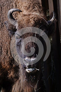 Portrait of an european bison bison bonasus eating hay