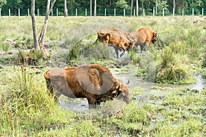 Portrait of European bison Bison bonasus. Wisent.