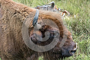 Portrait of European bison Bison bonasus. Wisent