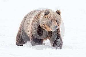 Portrait of a European brown bear photo