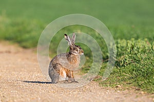 Portrait european brown hare jackrabbit lepus europaeus sittin