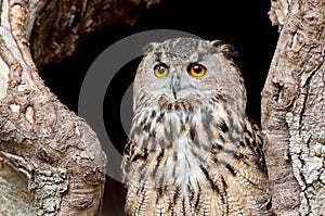 Portrait of European eagle owl