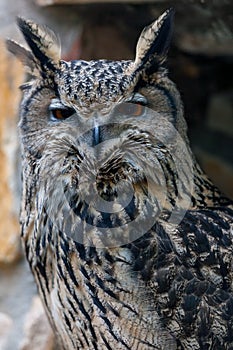 Portrait of an European eagle-owl Bubo bubo