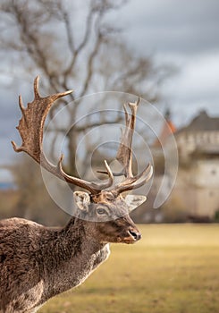 Portrait of European Fallow Deer at Blatna Castle