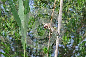 Portrait in european goldfinch, carduelis carduelis, on a branch photo