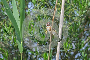 Portrait european goldfinch, carduelis carduelis, looking front photo