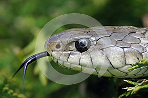 Portrait of an european Grass Snake.