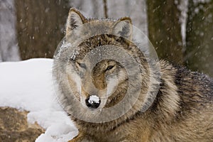 Portrait of an European grey wolf