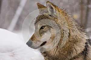 Portrait of an European grey wolf