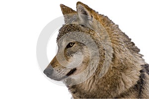 Portrait of an European grey wolf (Canis lupus lu