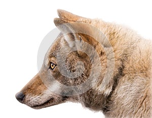 Portrait of an European grey wolf isolated