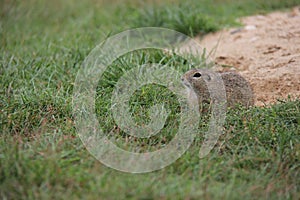 Portrait of European Ground Squirrel in the grass.