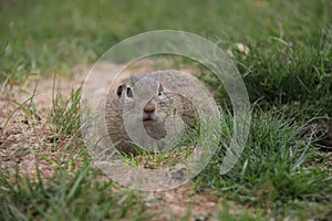 Portrait of European Ground Squirrel in the grass.