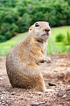 Portrait of European ground squirrel Spermophilus