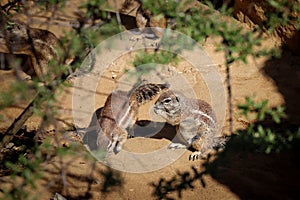 Portrait of European ground squirrel standing on hind paws holding vegetable salad with paws and eating it. Cute rodent snacks on photo