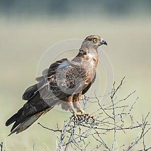 Portrait of European Honey Buzzard Pernis apivorus. Sitting on a branch