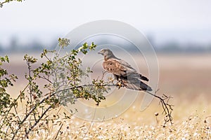 Portrait of European Honey Buzzard Pernis apivorus. Sitting on a bush in the wild