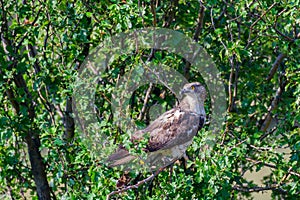 Portrait of European Honey Buzzard Pernis apivorus in the wild