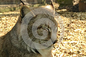 Portrait of a European lynx at zoo. Close up of a sleeping cat