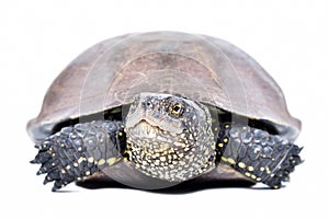 Portrait of a european pond terrapin