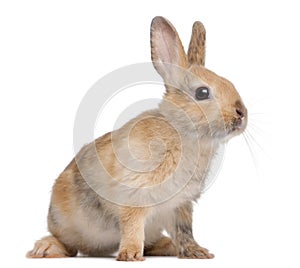 Portrait of a European Rabbit, Oryctolagus cuniculus