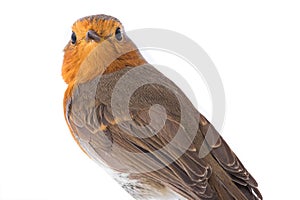 Portrait European robin Erithacus rubecula