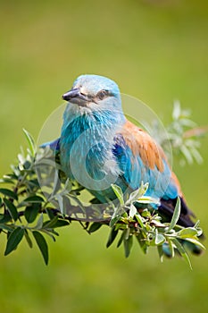 Portrait of an European Roller