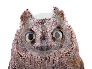 Portrait European scops owl
