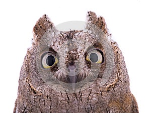 Portrait European scops owl photo