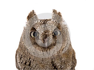 Portrait European scops owl photo