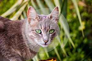 Portrait of a European shorthair cat with wild green eyes staring at the camera