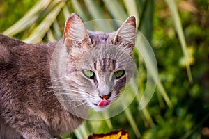 Portrait of a European shorthair cat with wild green eyes and tongue out staring at the camera