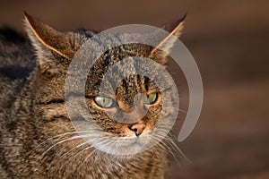 Portrait of European wildcat or Felis silvestris