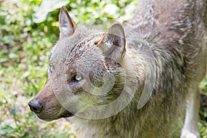 Portrait:The european wolf Canis lupus