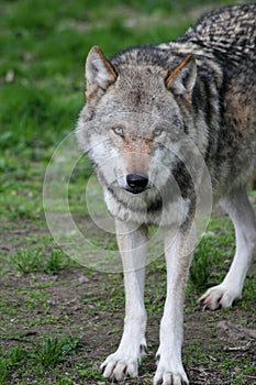 Portrait: The european wolf Canis lupus photo