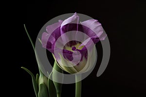 portrait of eustoma bloom, with focus on its delicate petals and intoxicating scent
