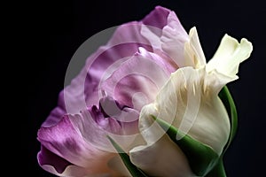 portrait of eustoma bloom, with focus on its delicate petals and intoxicating scent