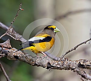 Portrait of an Evening Grosbeak