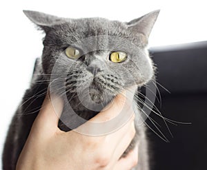 Portrait evil big gray cat British straight