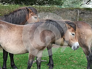 Portrait of Exmoor Ponies, England