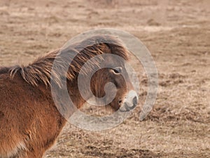 Portrait of Exmoor pony on meadow