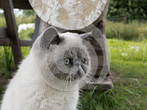 Portrait exotic shorthair cat on nature.