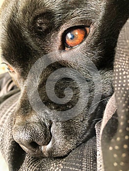 Portrait of eye and nose of staffordshire bull terrier dog