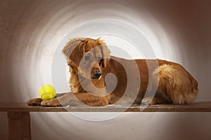 Dog. Greyhound. Dachshund. Pet. Pets. Dog playing. Dod food. Animalia. Animal. Canis. Canine. Ball. Dog playing with ball. photo