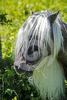 Portrait of Fabio, of the Shetland Ponies of Grayson Highlands..